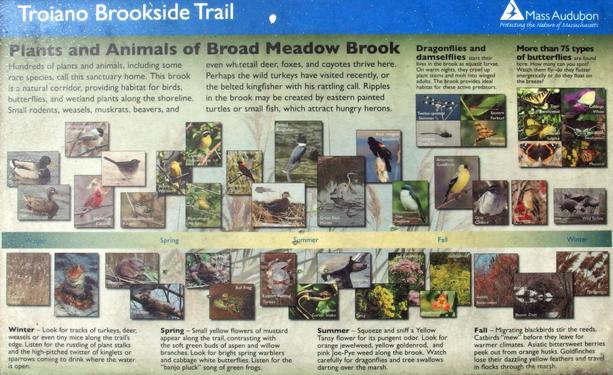 poster in May at Broad Meadow Brook Wildlife Sanctuary in eastern Massachusetts
