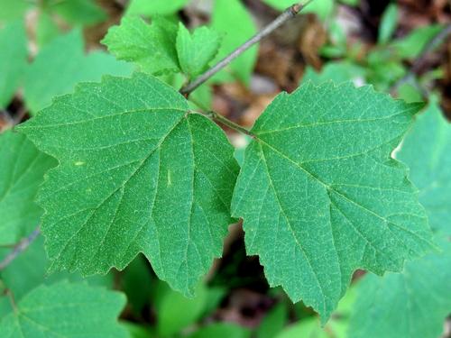Maple-leaved Viburnum (Viburnum acerifolium) leaves