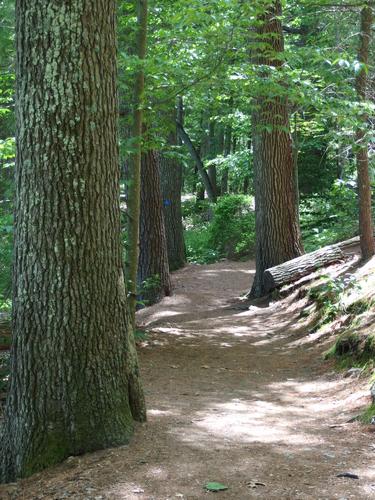 trail through woods at Broadmoor Wildlife Sanctuary in eastern Massachusetts