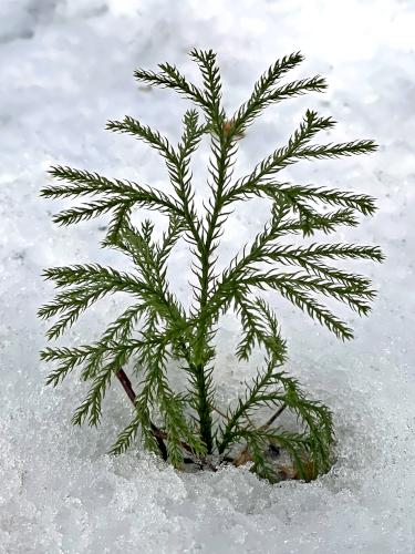 Tree Clubmoss (Lycopodium obscurum) in January at Broadview Farm Conservation Area in southern NH
