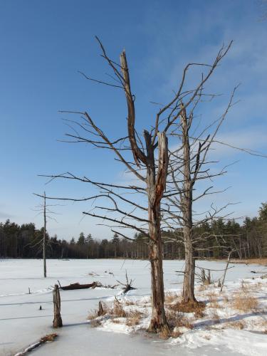 Beaver Pond in January at Broken Ground near Concord in southern New Hampshire