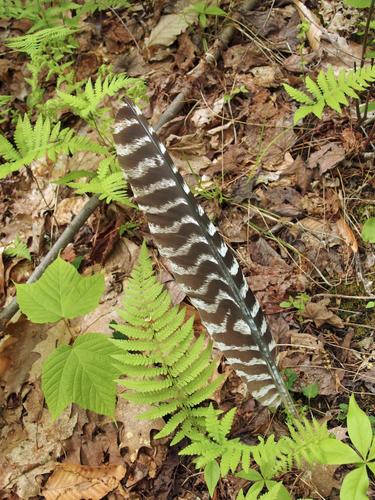 turkey feather at Bronson Hill in New Hampshire