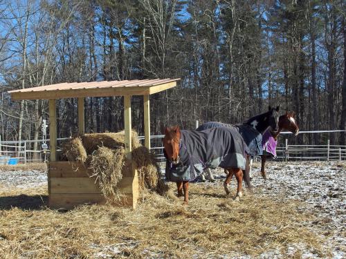 horses in January at 4-H Camp Marshall near Buck Hill in eastern Massachusetts