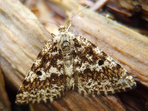 perhaps: a Powder Moth (Eufidonia notataria)