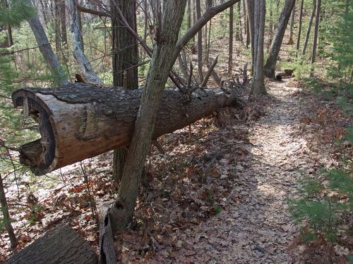 trail at Burlington Landlocked Forest in eastern Massachusetts