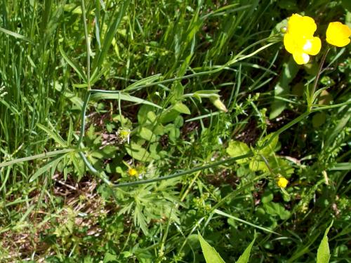 Common Buttercup (Ranunculus acris) in June at Burncoat Hill near Spencer MA