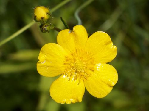 Common Buttercup (Ranunculus acris) in June at Burncoat Hill near Spencer MA