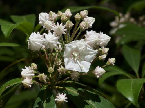 Mountain Laurel (Kalmia latifolia) starting to bloom in mid-June beside the trail to Burncoat Hill near Spencer MA
