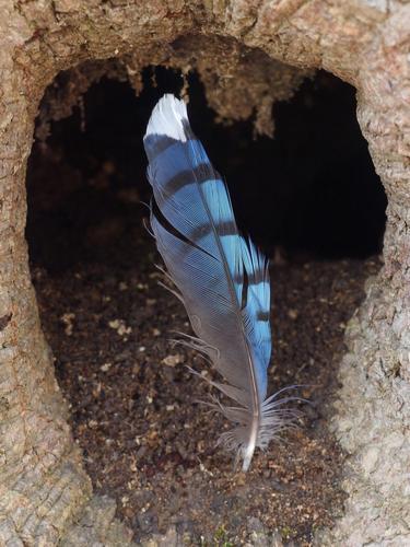 a bluejay feather in May at Burns Hill in southern New Hampshire