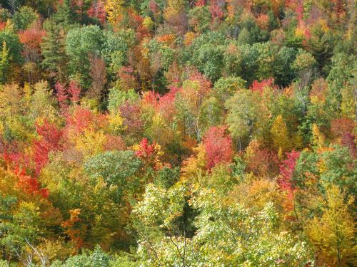 fall foliage on Burnt Meadow Mountain in Maine