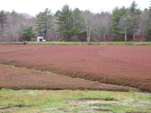 cranberry bog at Burrage Pond Wildlife Management Area in eastern Massachusetts