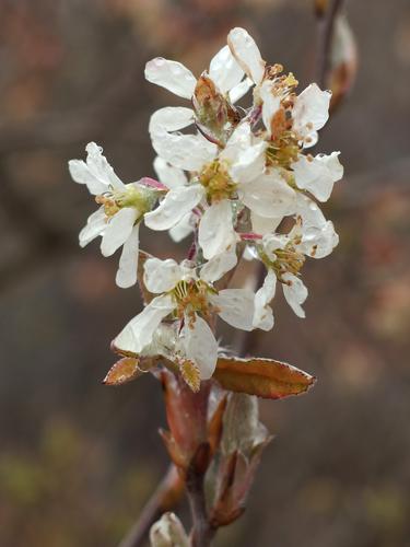 Wild Plum (Prunus americana) at Burrage Pond Wildlife Management Area in eastern Massachusetts