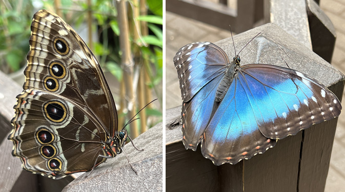 Blue Morpho (Morpho peleides) in April at the Butterfly Place in eastern Massachusetts