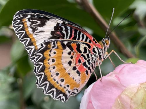 Leopard Lacewing (Cethosia cyane) in April at the Butterfly Place in eastern Massachusetts