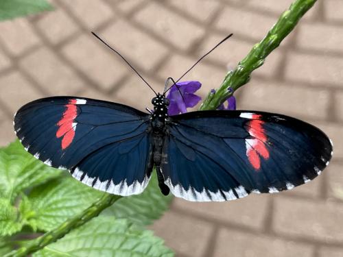 Piano Key (Heliconius melpomene) in April at the Butterfly Place in eastern Massachusetts