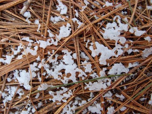 snow and pine needles in March on the trail to Mount Cabot in Shelburne NH