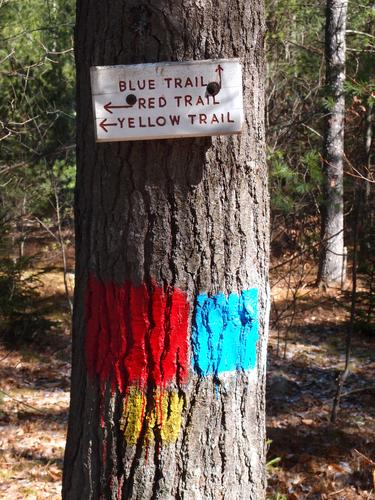 multiple blazes on the trail to Mount Cabot in Shelburne NH