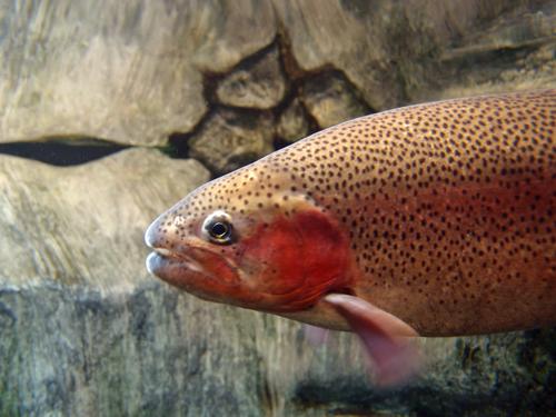 Rainbow Trout (Oncorhynchus mykiss) in a fish viewing tank inside the L.L. Bean store at Freeport in Maine