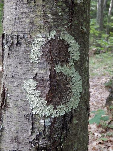 lichen on a tree trunk along the trail to Mount Caesar in New Hampshire