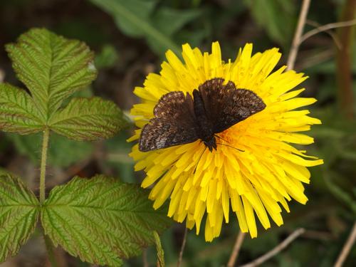 Dreamy Duskywing (Erynnis icelus) in June on Cambridge Black Mountain in northern New Hampshire