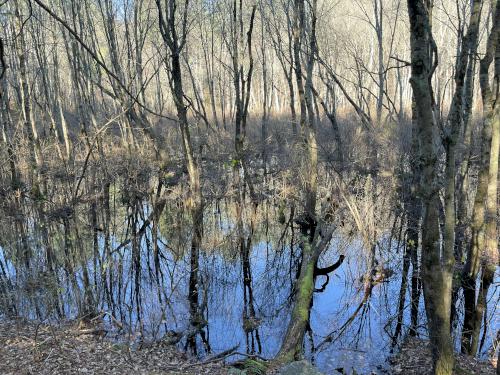 wetland in November at Camp Acton in northeast MA