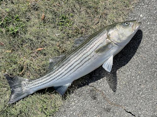Striped Bass in October on the Cape Cod Canal Bikeway in eastern Massachusetts