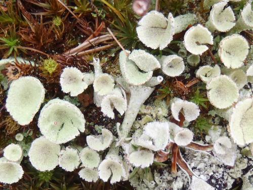 probably: Crowned Pixie-cup (Cladonia carneola) lichen
