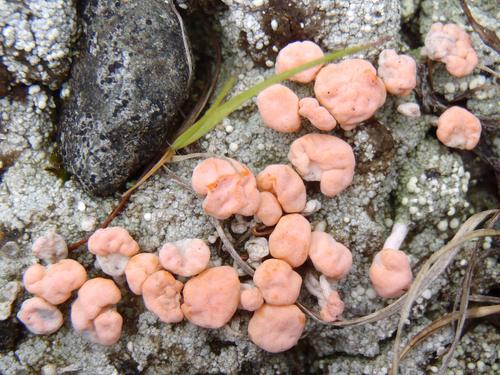 probably: Coral Spot (Nectria cinnabarina) mushroom
