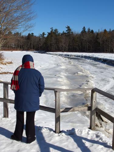 winter visitor and view at Rachel Carson National Wildlife Refuge near Wells in coastal Maine
