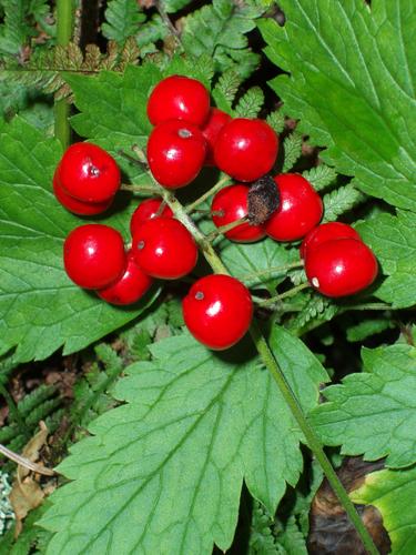 Red Baneberry berries