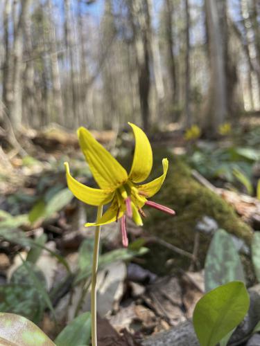 Trout Lily in May at Catalouchee Mountain North in New Hampshire