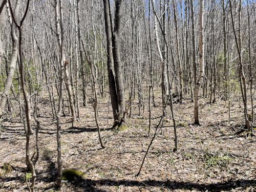 open woods in May at Catalouchee Mountain North in New Hampshire