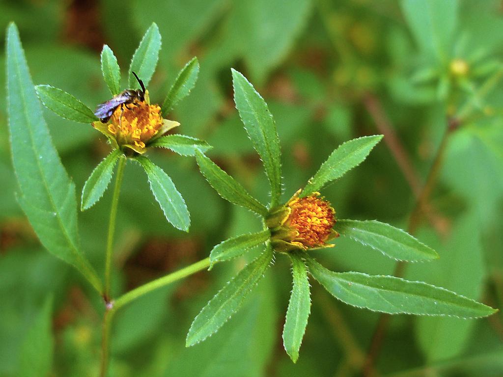 Devil's Beggar-ticks (Bidens frondosa) in August on Catamount Hill at Bear Brook State Park in southern New Hampshire