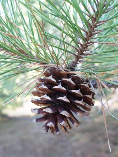 Pitch Pine cone