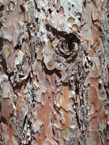 Red Pine bark