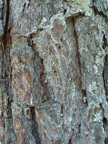 Pitch Pine bark