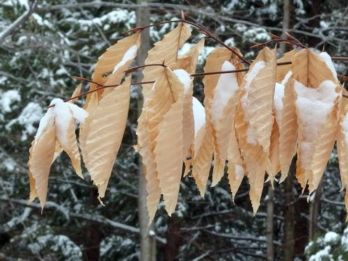 snow-catching Beech leaves in February at Catamount Mountain in southern New Hampshire