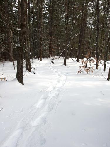 snowshoe tracks to Catamount Mountain in New Hampshire