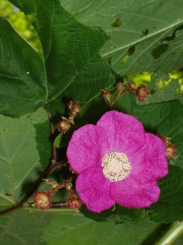 Purple Flowering Raspberry flower