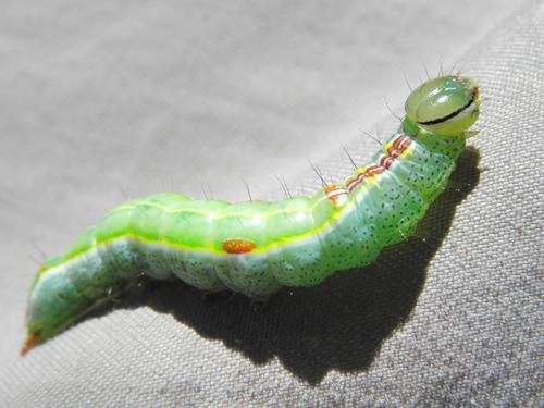 Variable Oakleaf Caterpillar (Lochmaeus manteo) on Caverly Mountain in New Hampshire