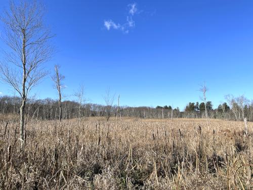 Crane Swamp in November near Cedar Hill in eastern MA