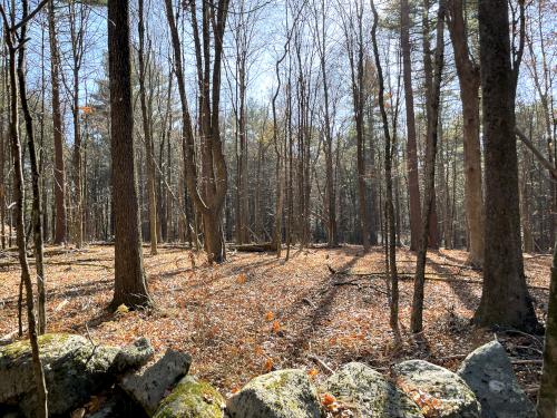 trailside woods in November at Cedar Hill in eastern MA