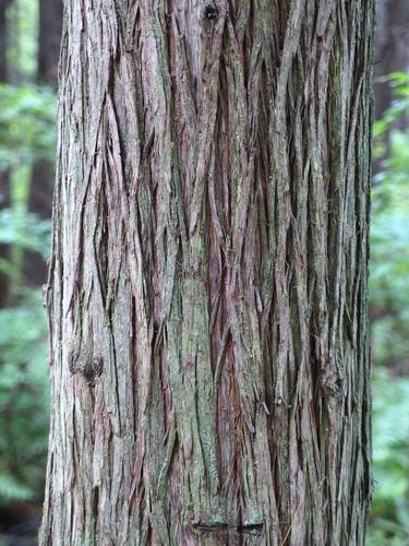 Atlantic White Cedar (Chamaecyparis thyoides) at Manchester Cedar Swamp Preserve in New Hampshire