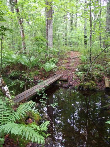 trail at Manchester Cedar Swamp Preserve in New Hampshire