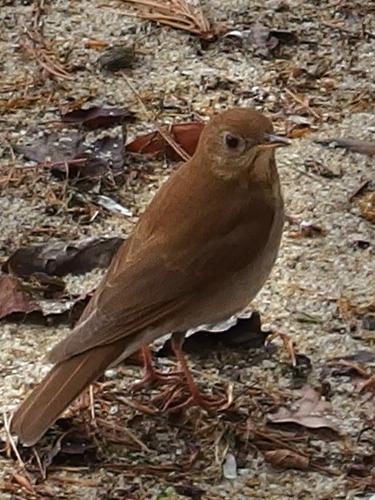 a Veery thrush at Chamberlain-Reynolds Memorial Forest in New Hampshire