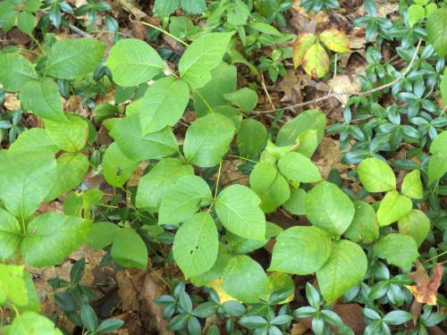 poison ivy at Chase Wildlife Sanctuary near Hopkinton in southern New Hampshire