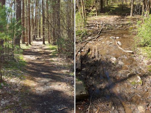 trails in May at Chase Woodlands and Peters Reservation in northeast Massachusetts
