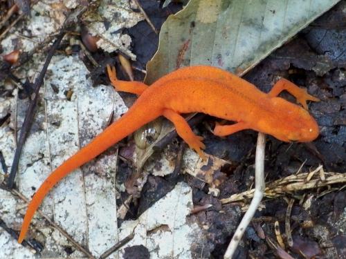 Red Eft in August at Chase Pond Peak in southwest New Hampshire