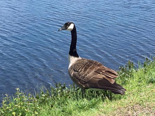 goose at Chestnut Hill Reservoir in Boston MA