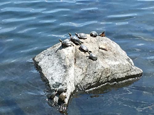 turtles at Chestnut Hill Reservoir in Boston MA